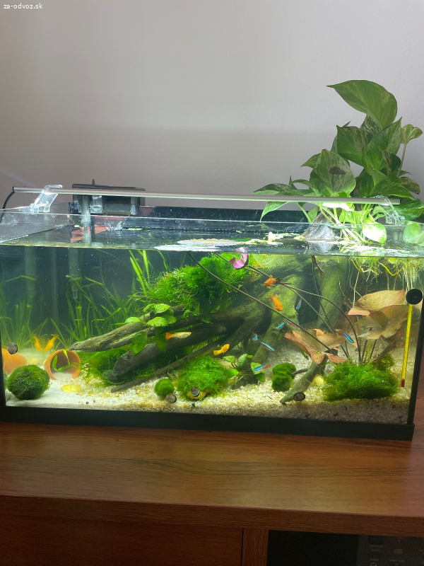 Akvariové rybičky