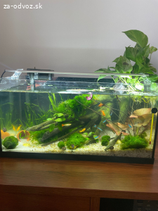 Akvariové rybičky
