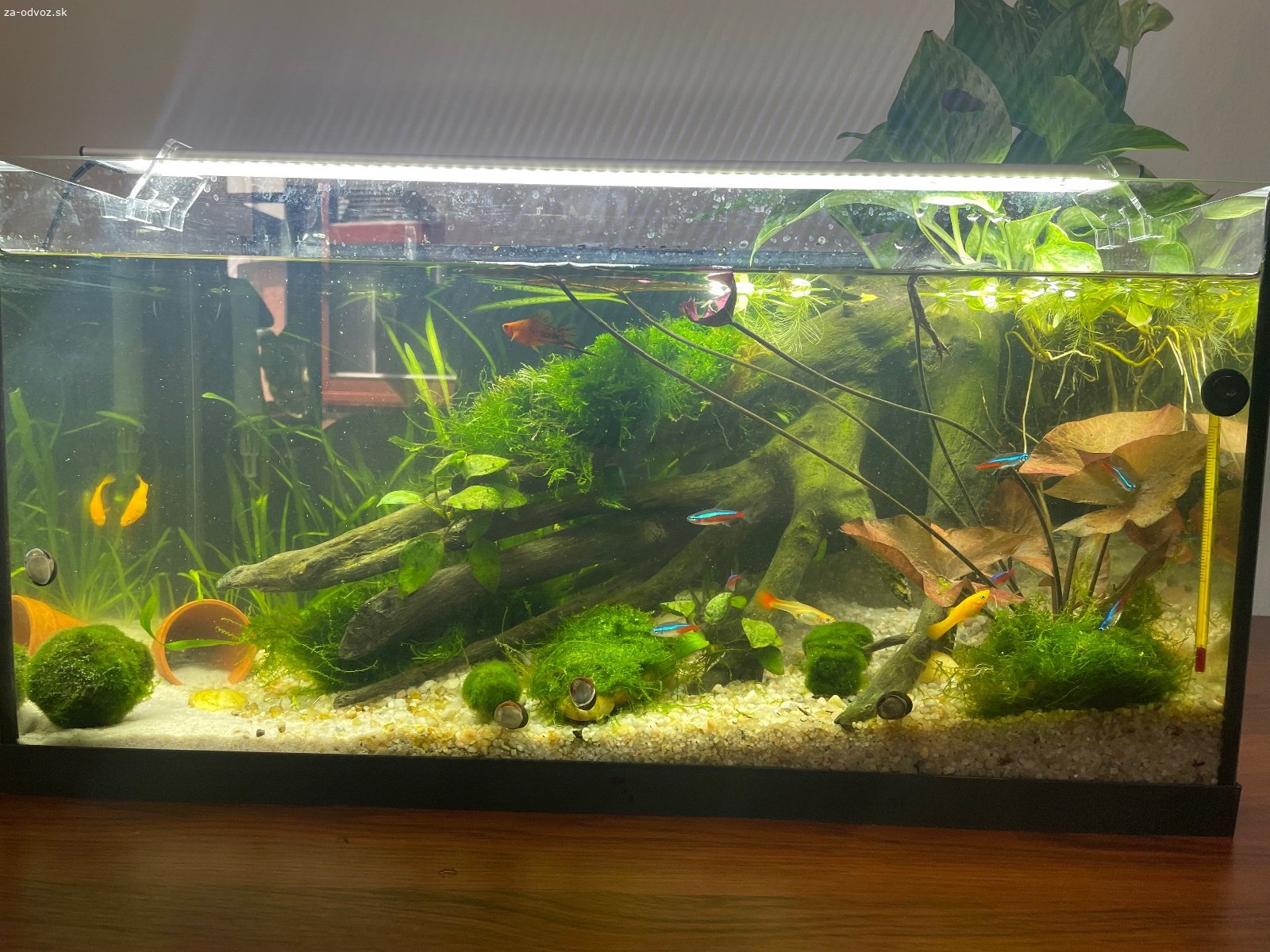 Akvariové rybičky. Darujem rybičky 2x mečuň mexický, 2x živorodka zlatá, 1x živorodka žlto oranžová.