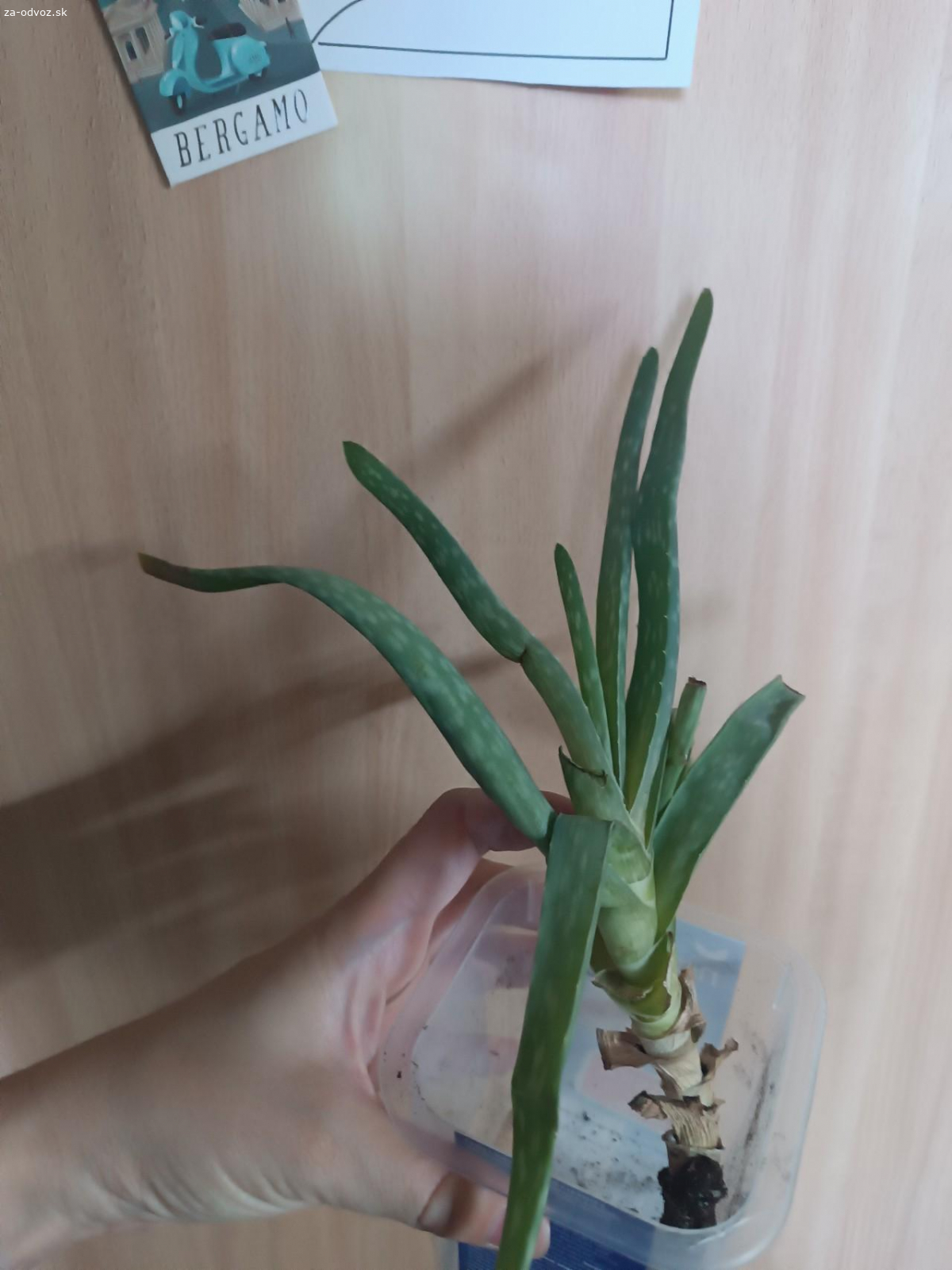 aloe