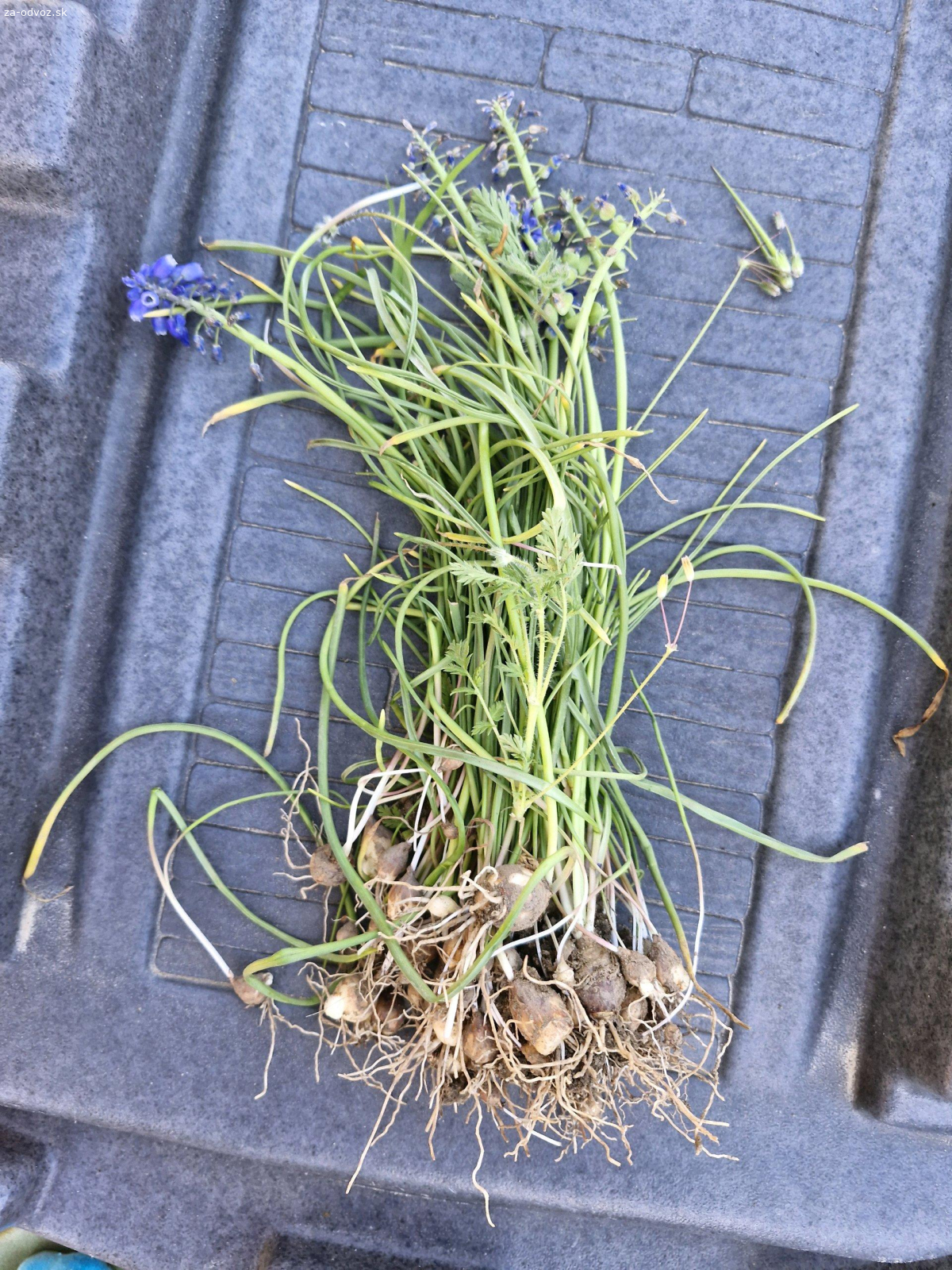 cibulky jarnych kvetov