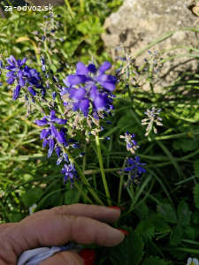 cibulky jarnych kvetov