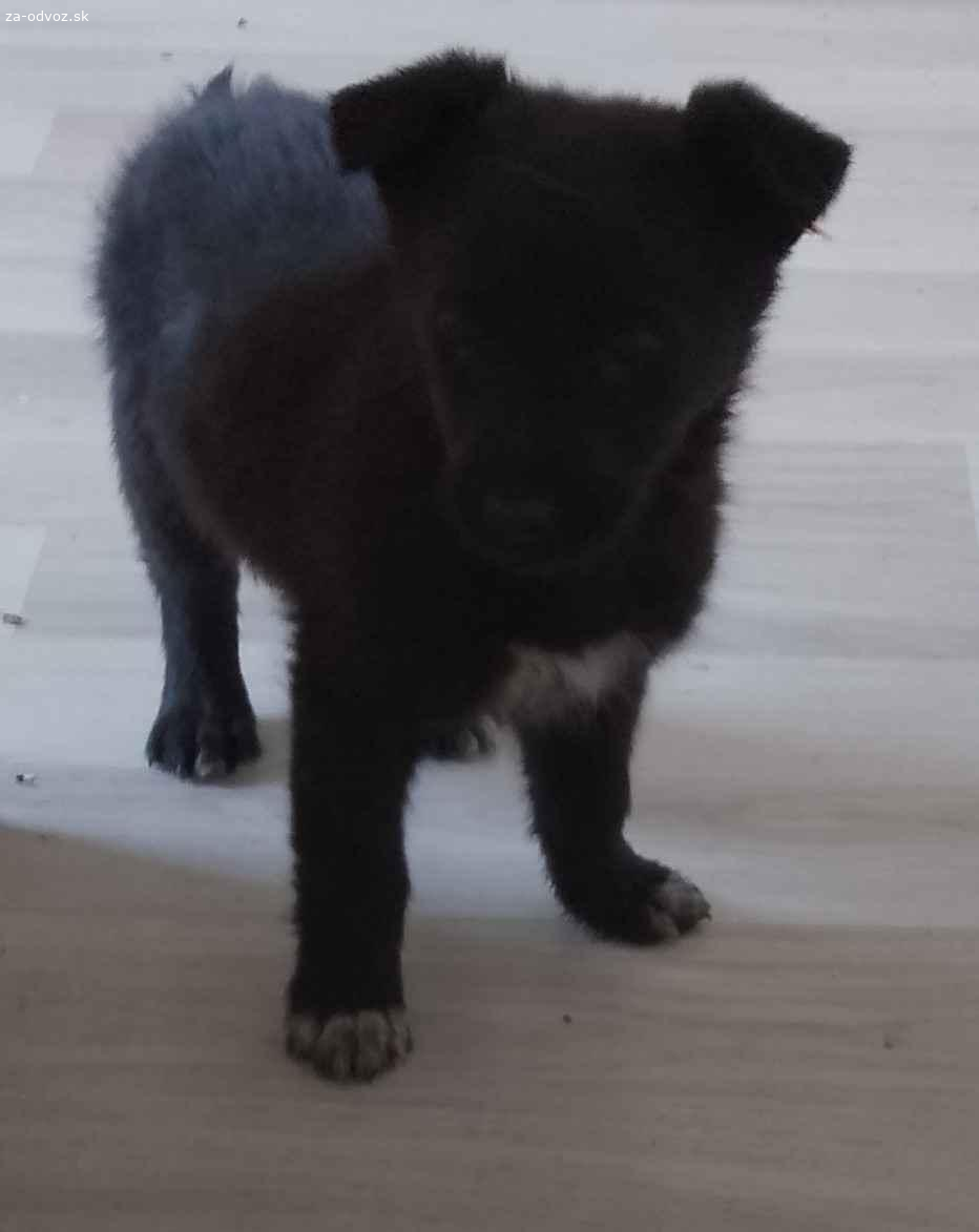 Darujem do dobrých rúk