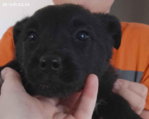 Darujem do dobrých rúk