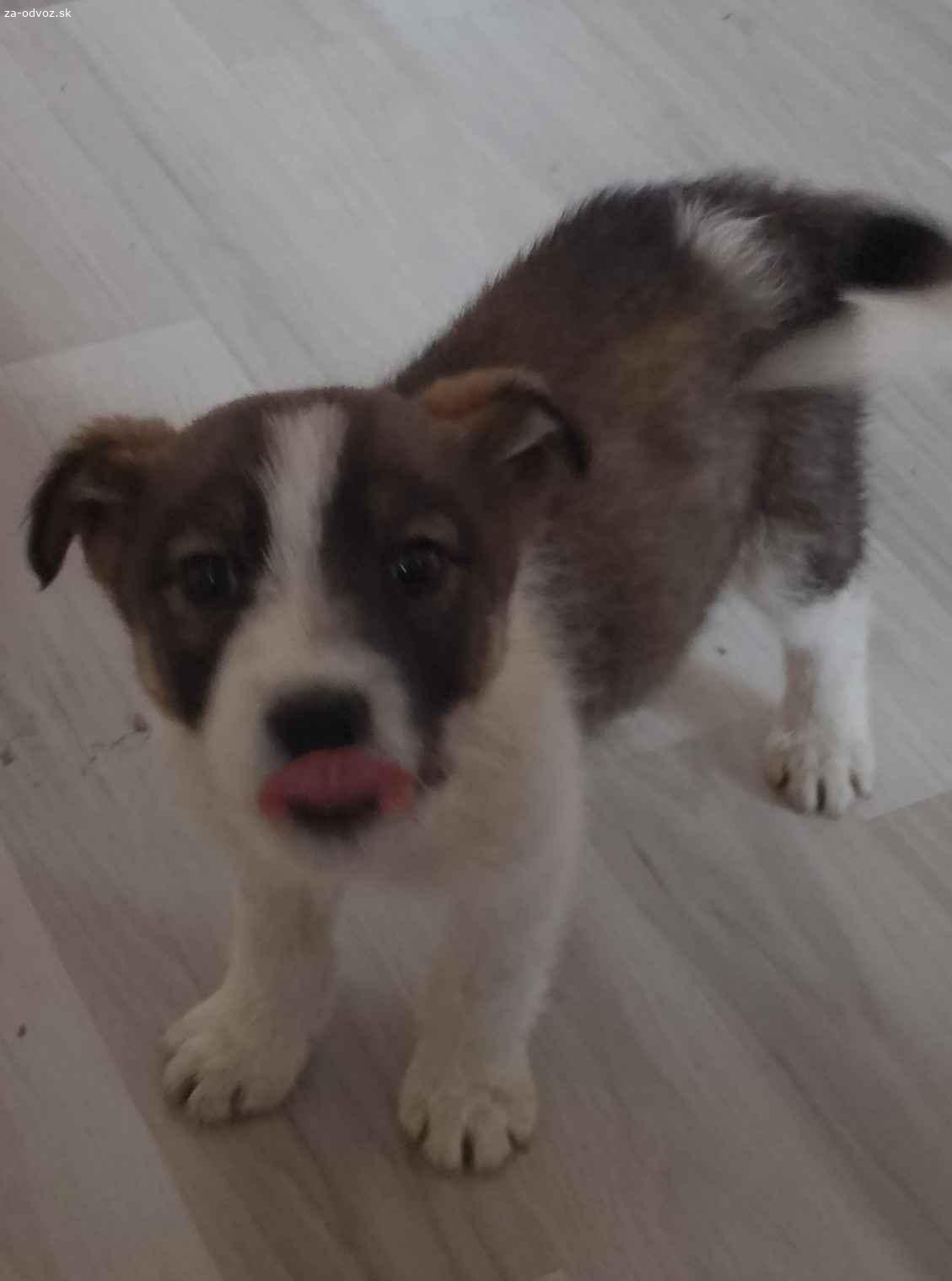 Darujem do dobrých rúk