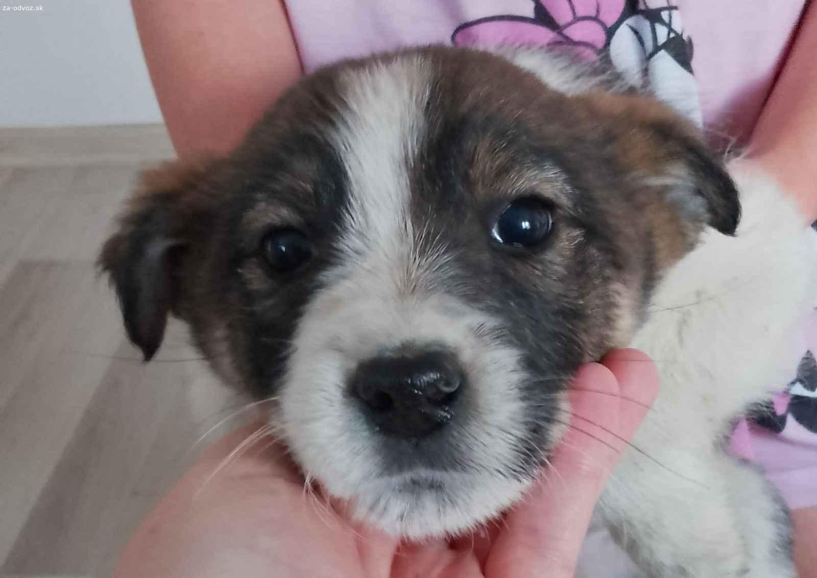 Darujem do dobrých rúk