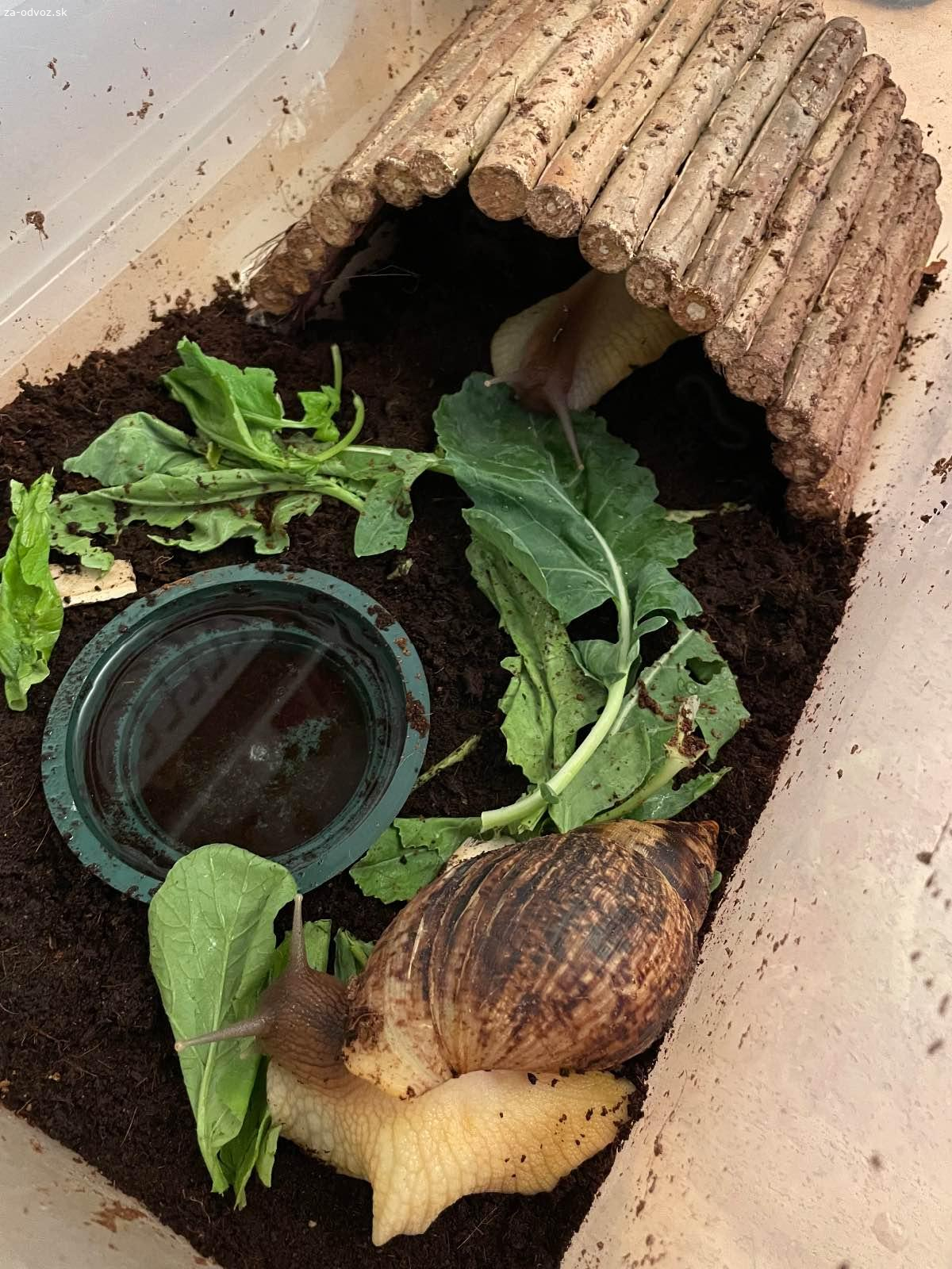 Darujem afrických slimákov