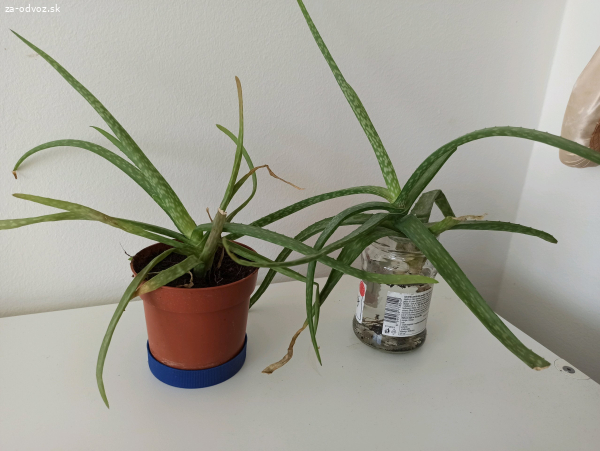 Darujem Aloe Vera