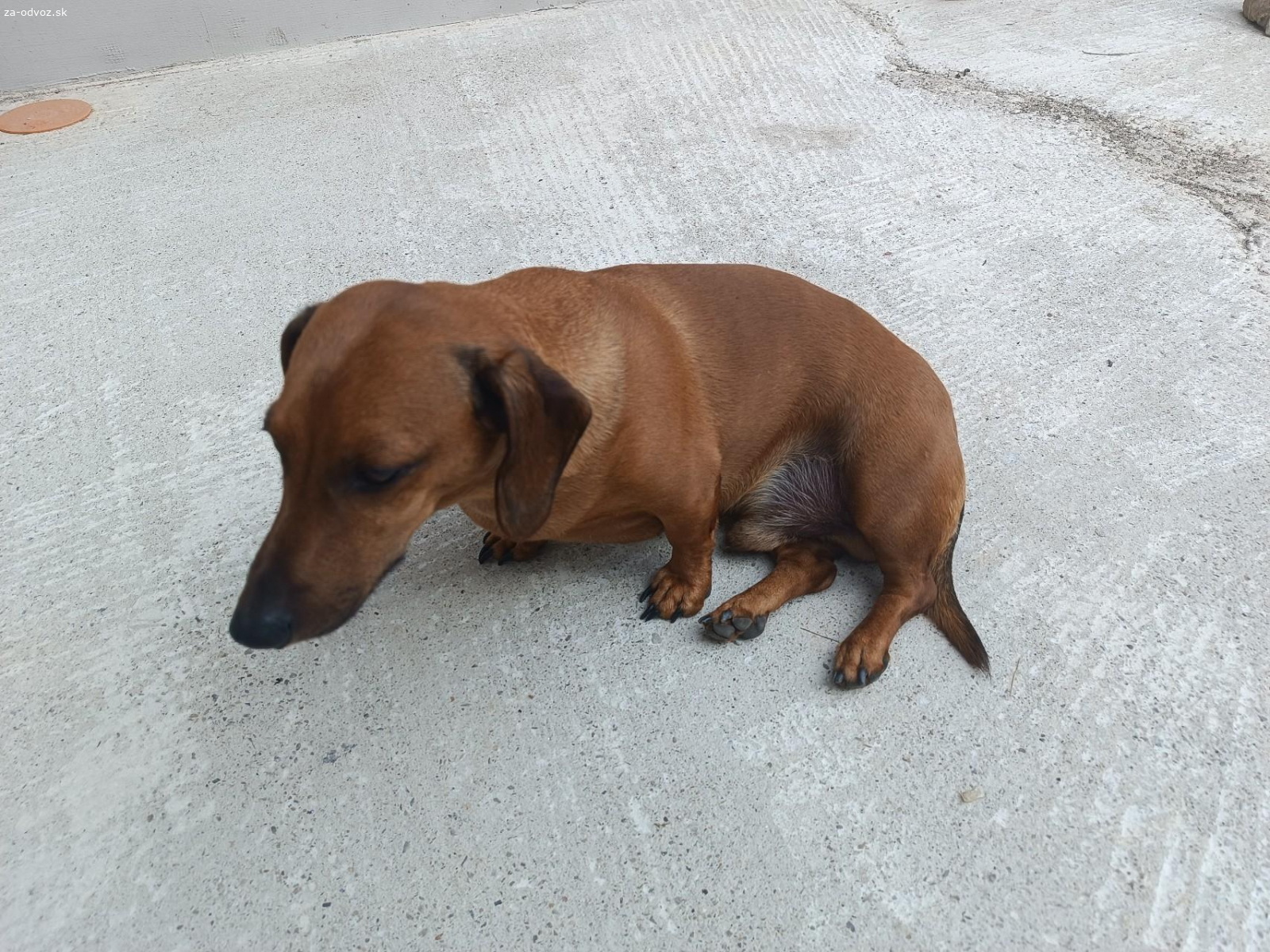 Darujem do dobrých rúk jazvečîka