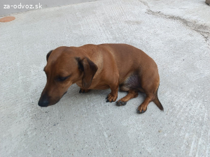 Darujem do dobrých rúk jazvečîka