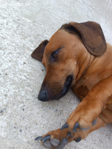 Darujem do dobrých rúk jazvečîka