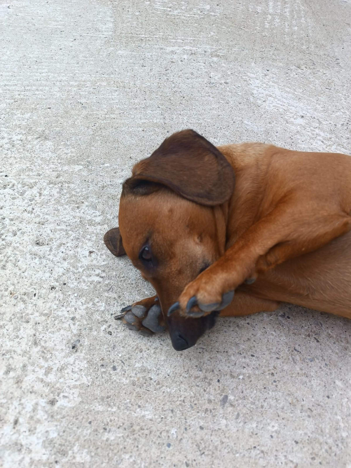 Darujem do dobrých rúk jazvečîka