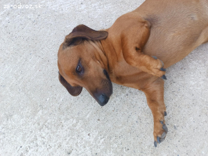 Darujem do dobrých rúk jazvečîka