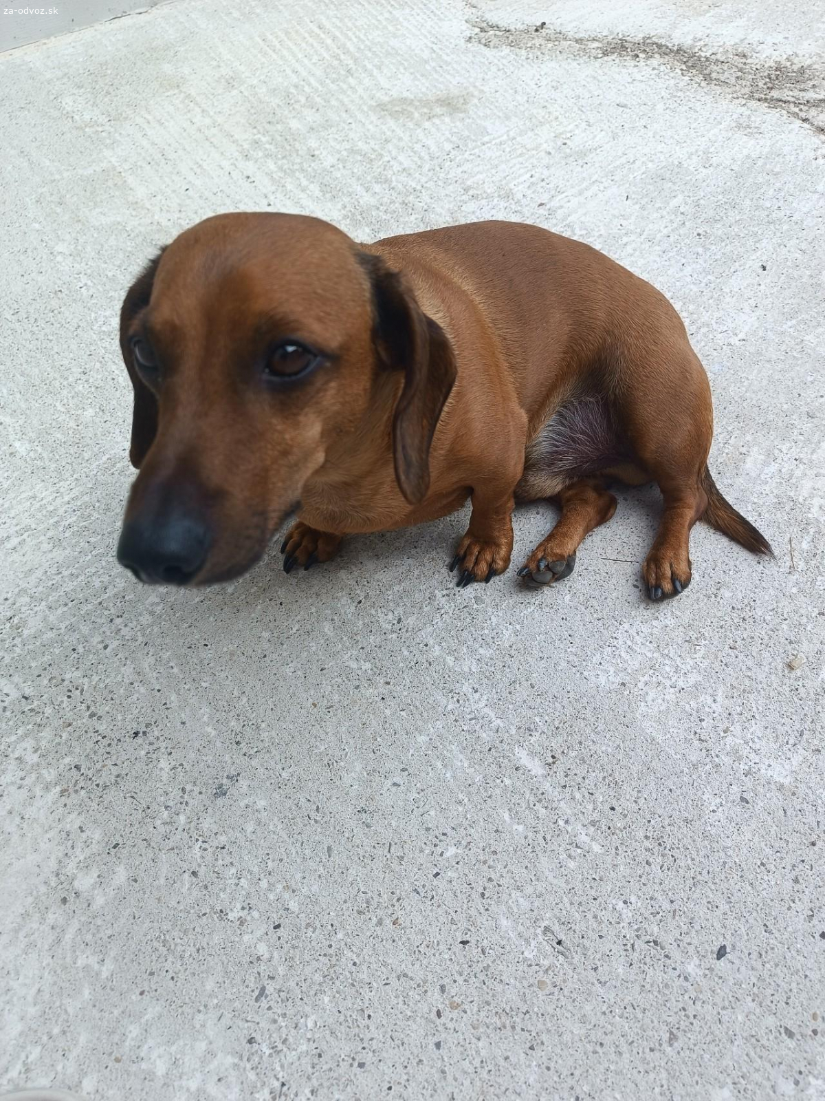 Darujem do dobrých rúk jazvečîka