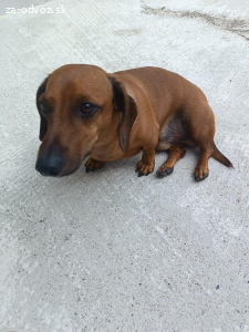 Darujem do dobrých rúk jazvečîka