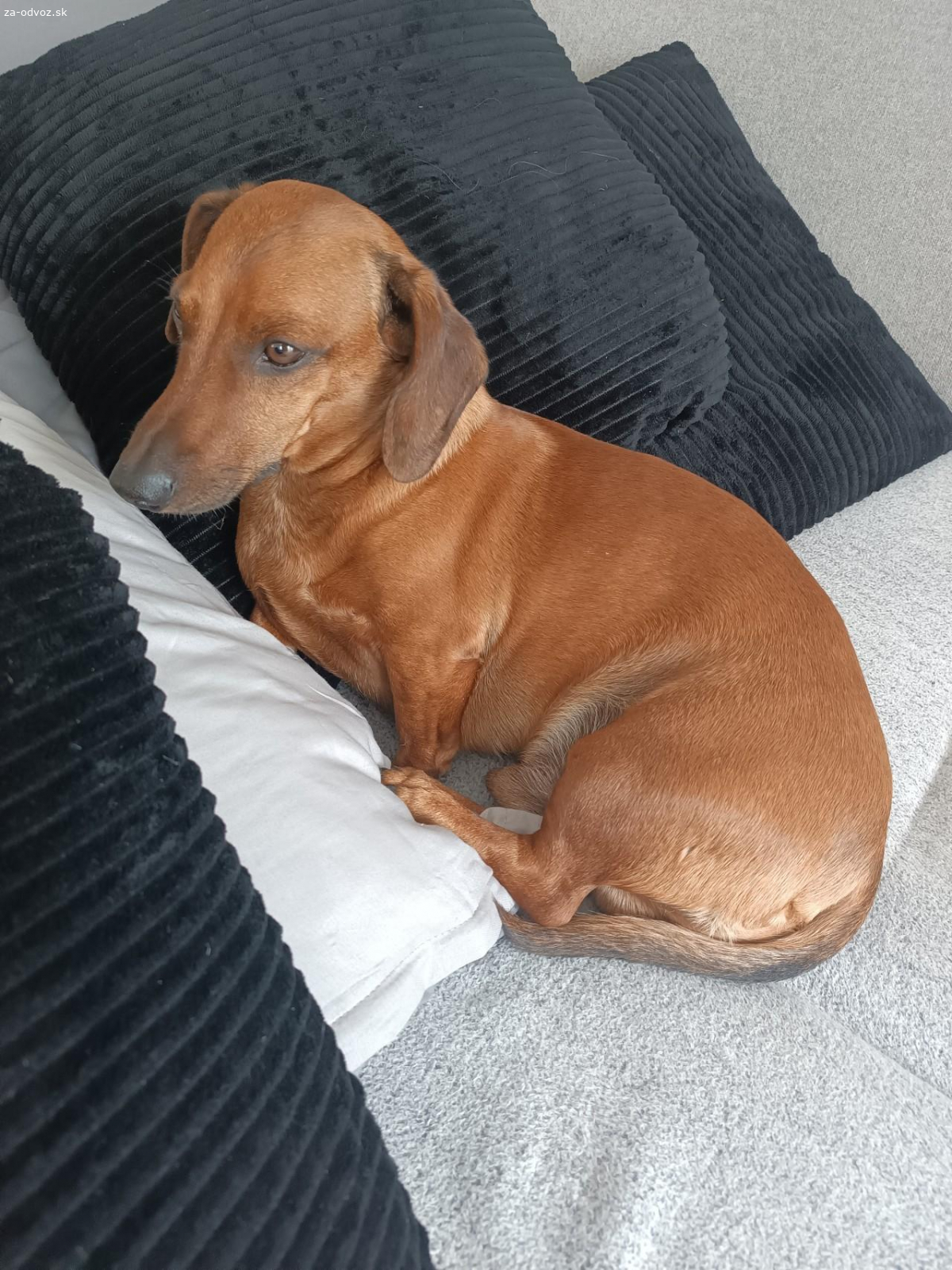 Darujem do dobrých rúk jazvečîka