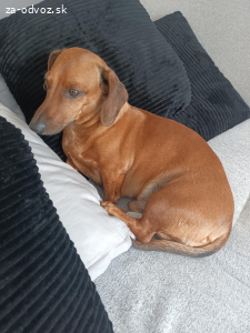 Darujem do dobrých rúk jazvečîka