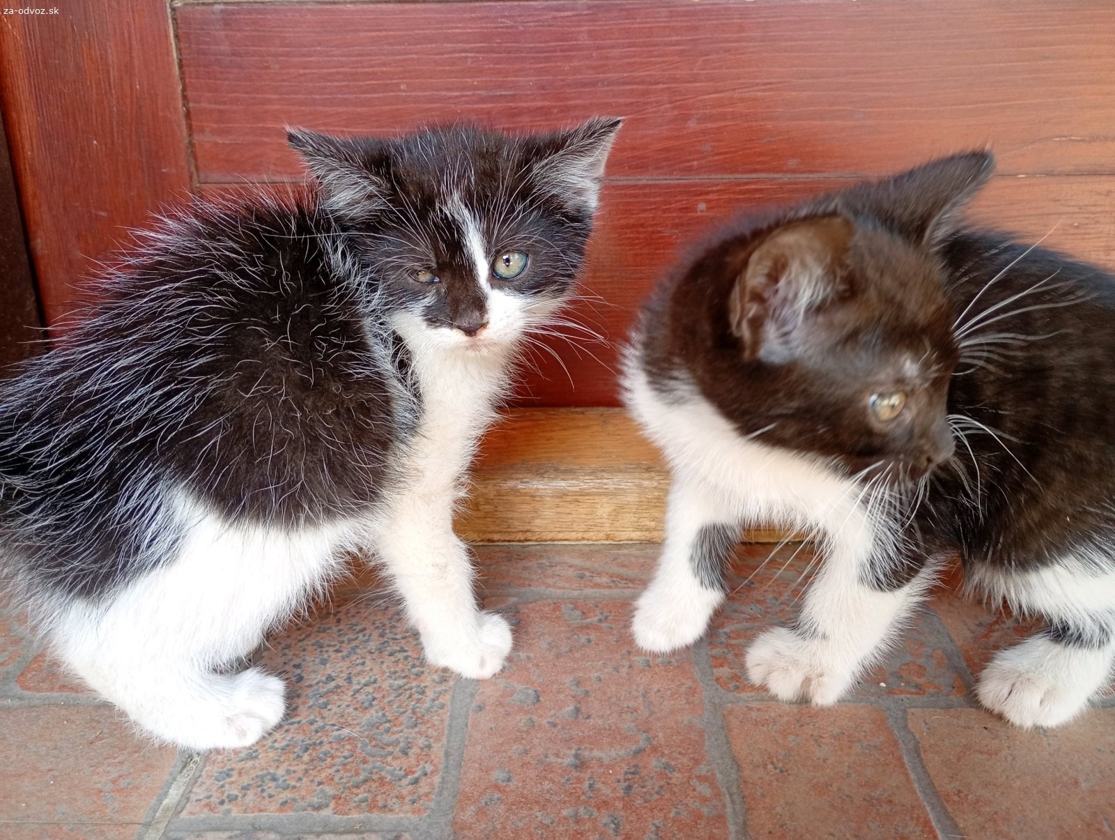 Darujem mačiatka. Darujem mačiatka tigrík je kocúr ostatné sú mačičky.