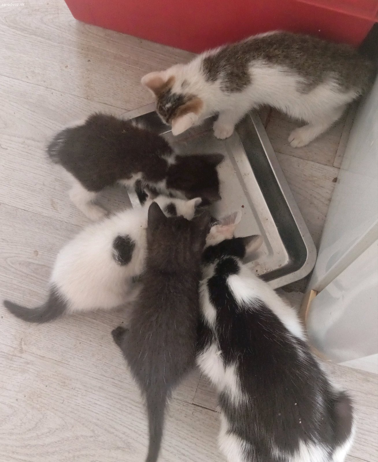 Darujem mačiatka. Darujem do dobrých rúk 3-mesačné mačiatka. Odčervené, naučené na mačacie WC, zvyknuté vonku aj vnútri.