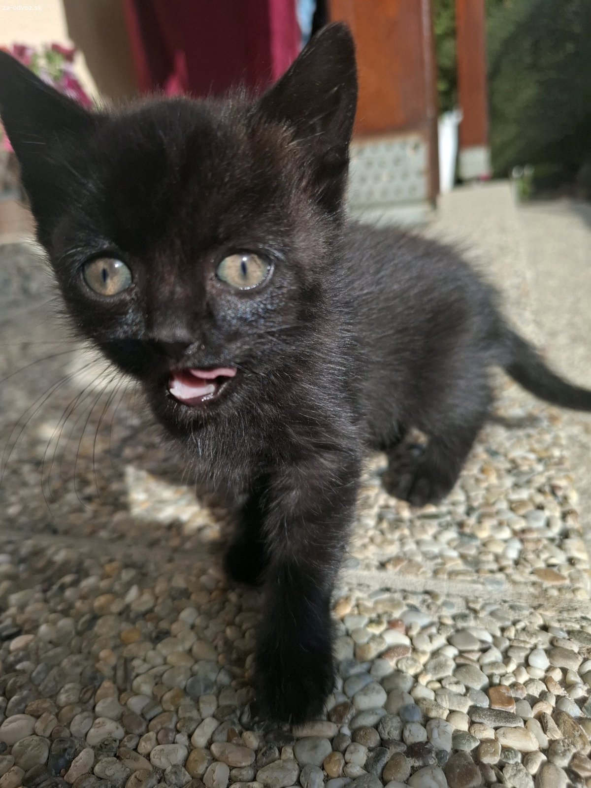 Darujem mačiatko/ mačiatko s maminou. Mačiatko je staré onedlho 2 mesiace, konzumuje pevnú stravu a je hravej povahy. Darujeme kľudne aj jeho maminu s jej veľmi priateľskou povahou. Začala k nám dochádzať cez leto, počas ktorého sme sa snažili o ňu starať, ale radi by sme mačiatku alebo obom našli stály a útulny domov.