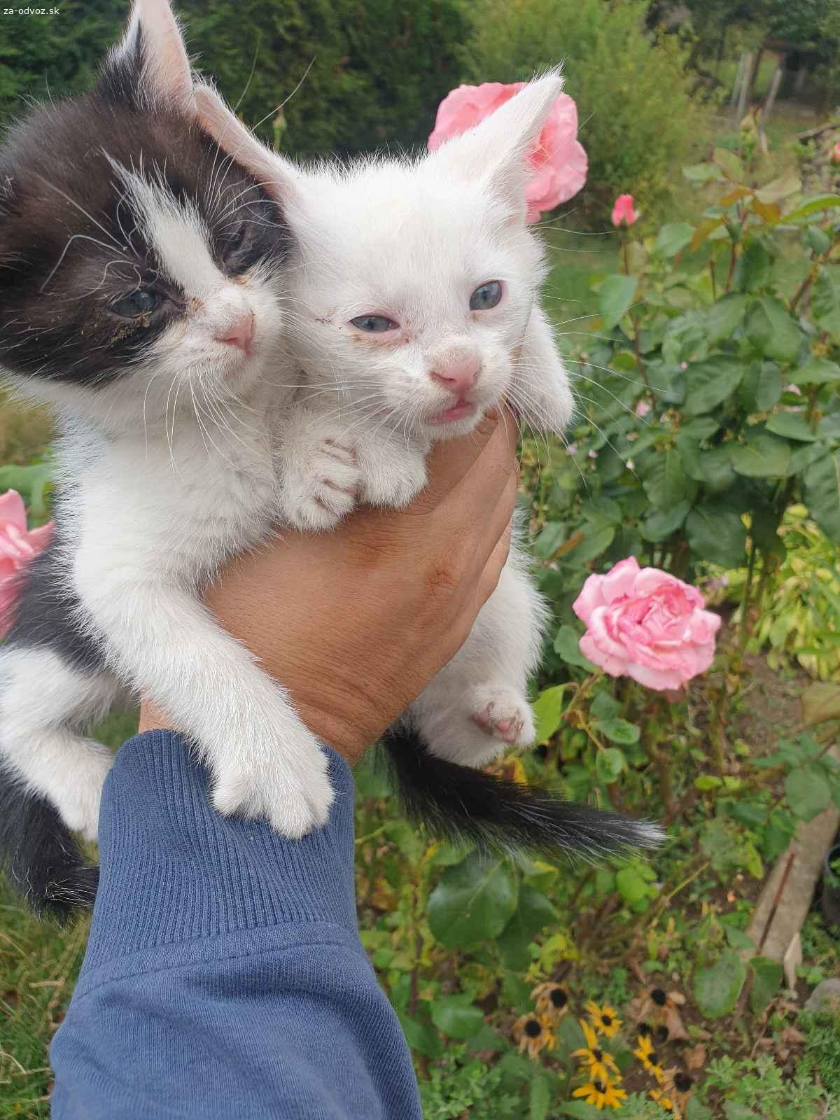 darujem male mačičky