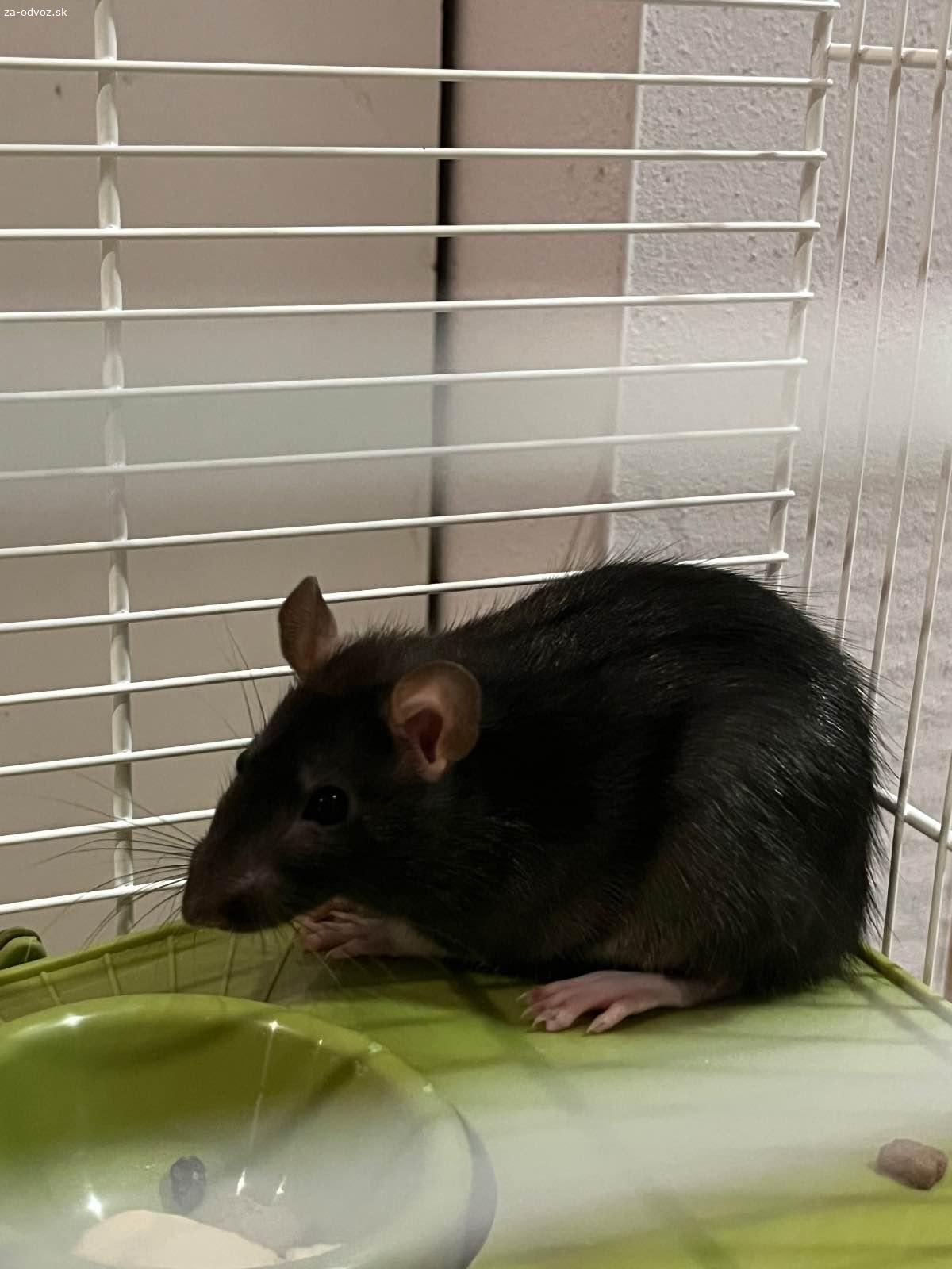 Darujem potkana samička