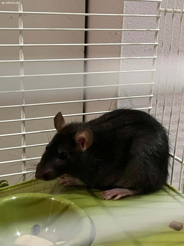 Darujem potkana samička