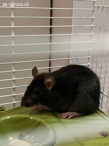 Darujem potkana samička
