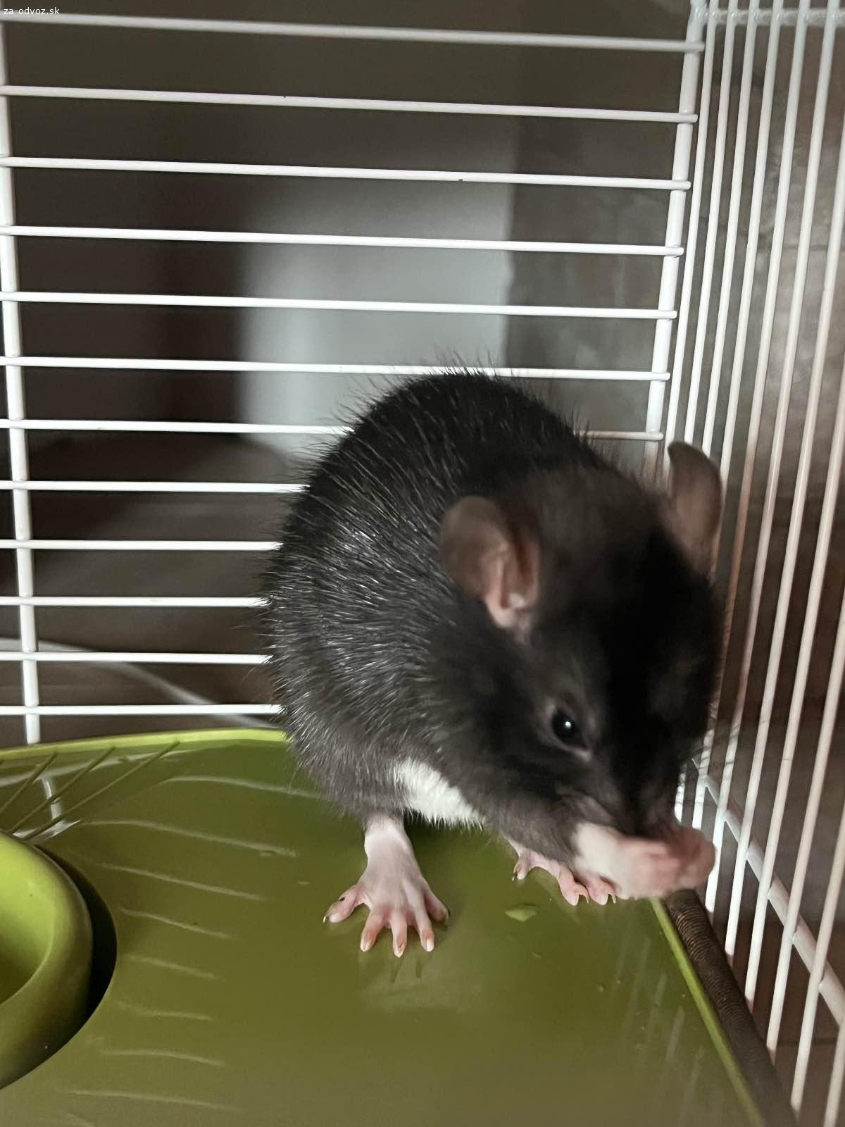 Darujem potkana samička