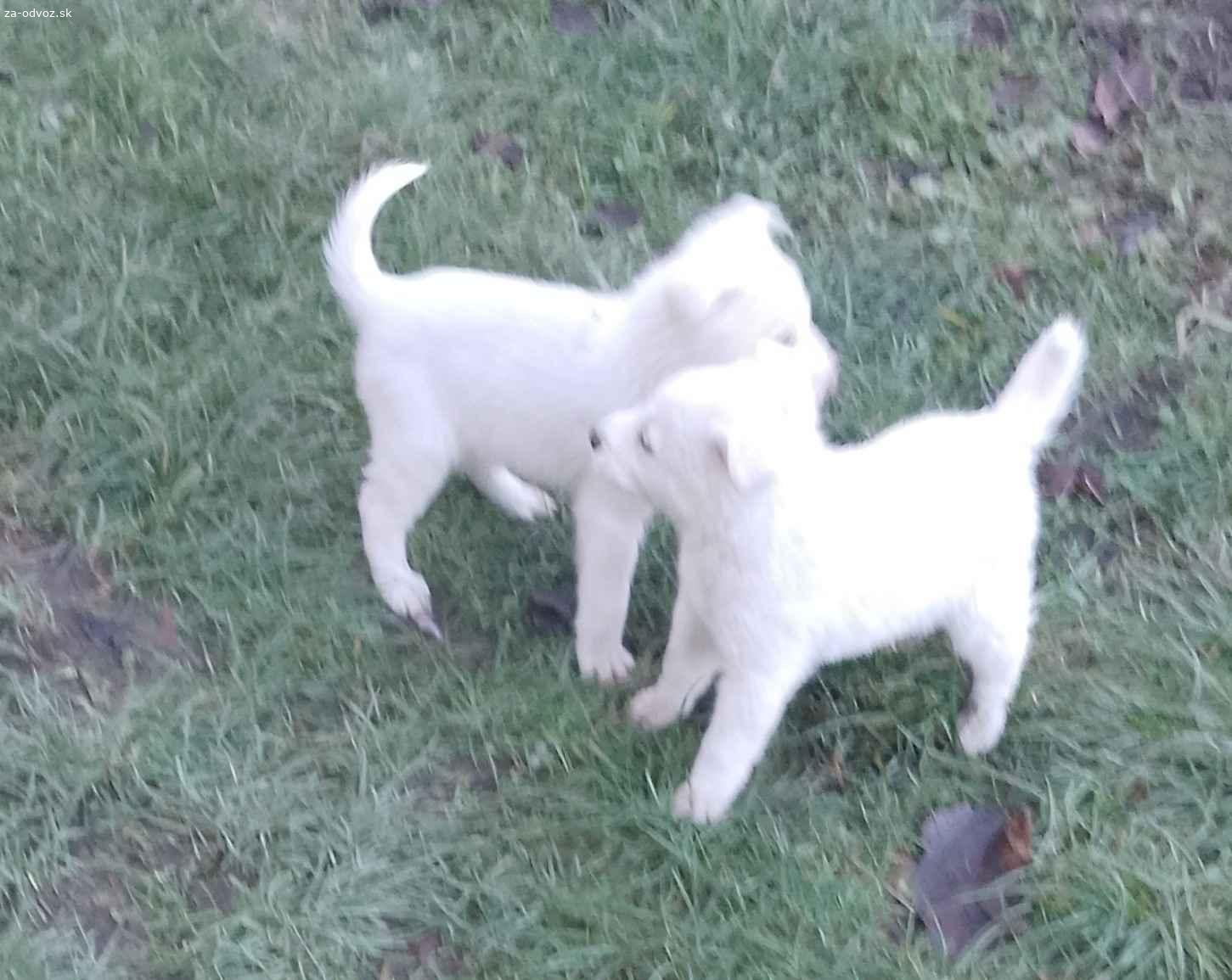 Darujem šteniatko - Zvieratá - Darujem za odvoz