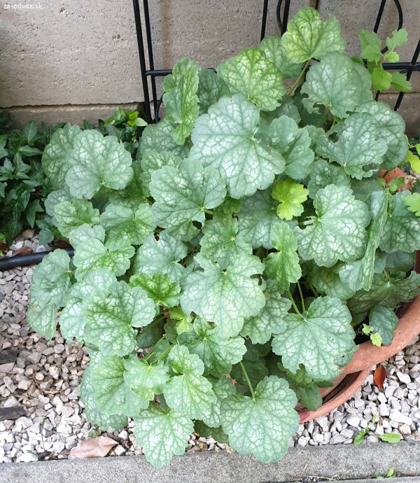 Heuchera