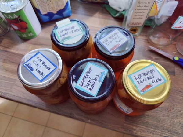 Kombucha scobi v naleve z Rooibosu
