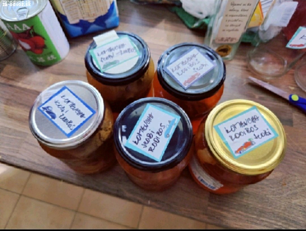 Kombucha scobi v naleve z Rooibosu