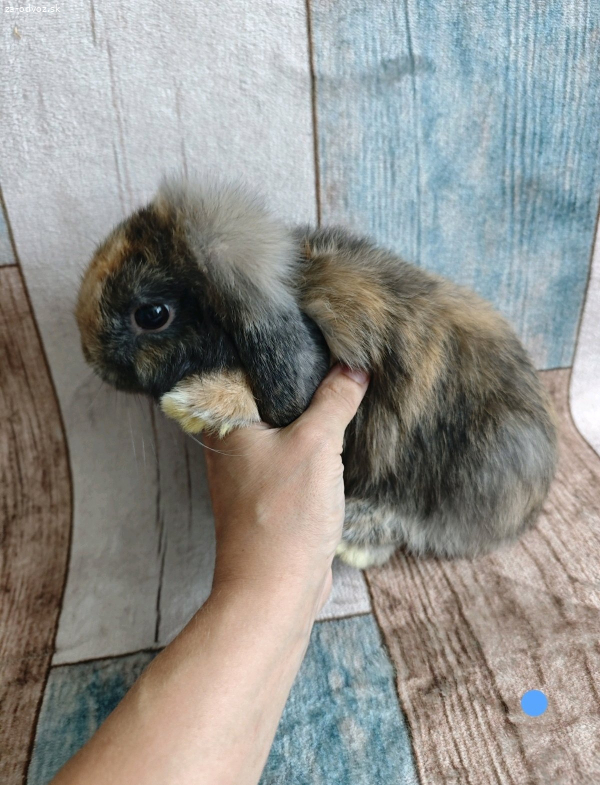Králiček minilop