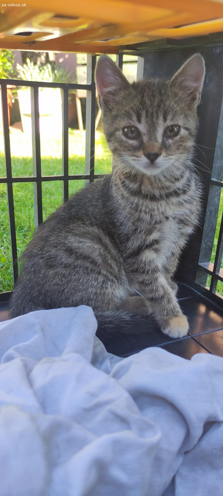 Mačiatka do dobrých rúk