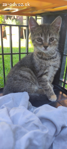 Mačiatka do dobrých rúk