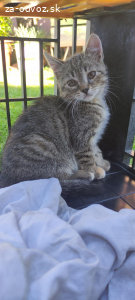 Mačiatka do dobrých rúk