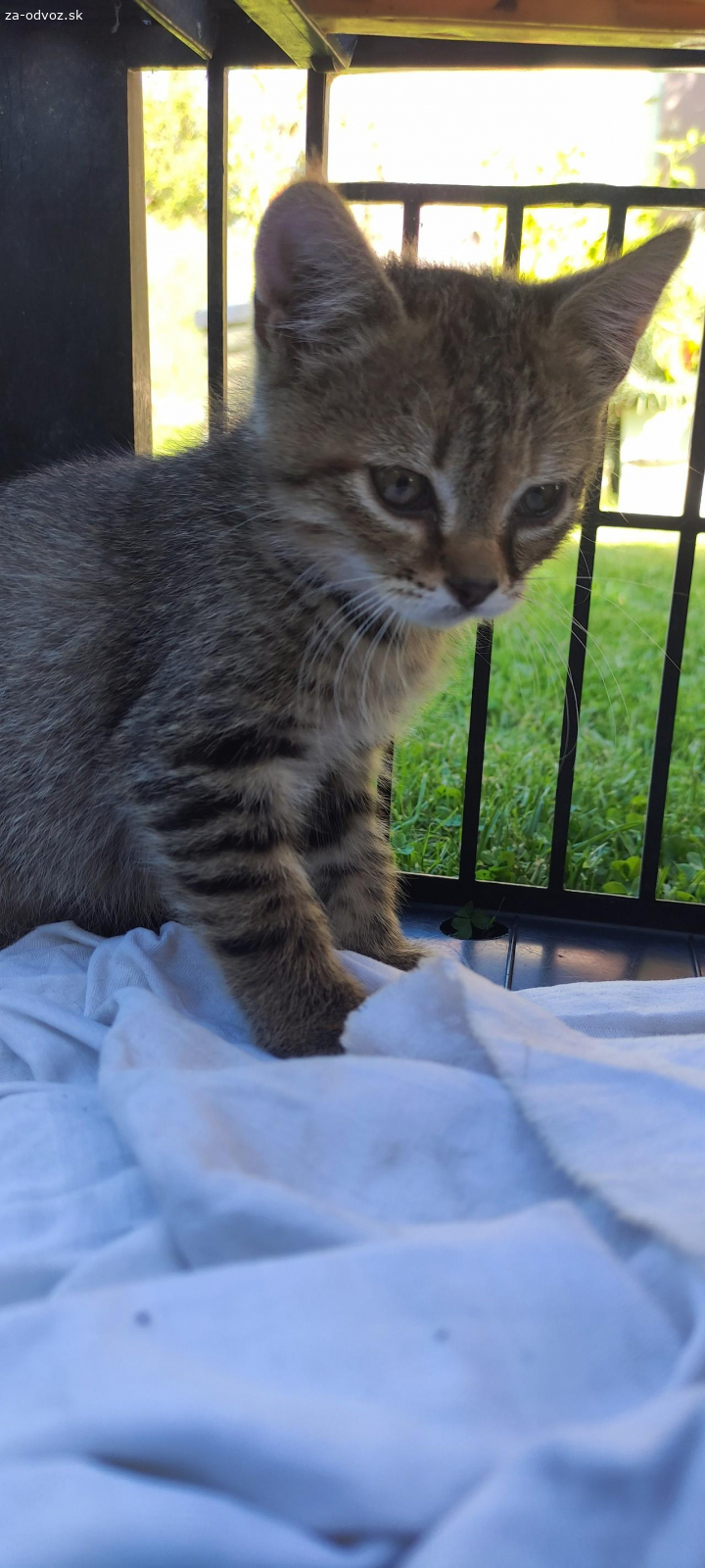 Mačiatka do dobrých rúk