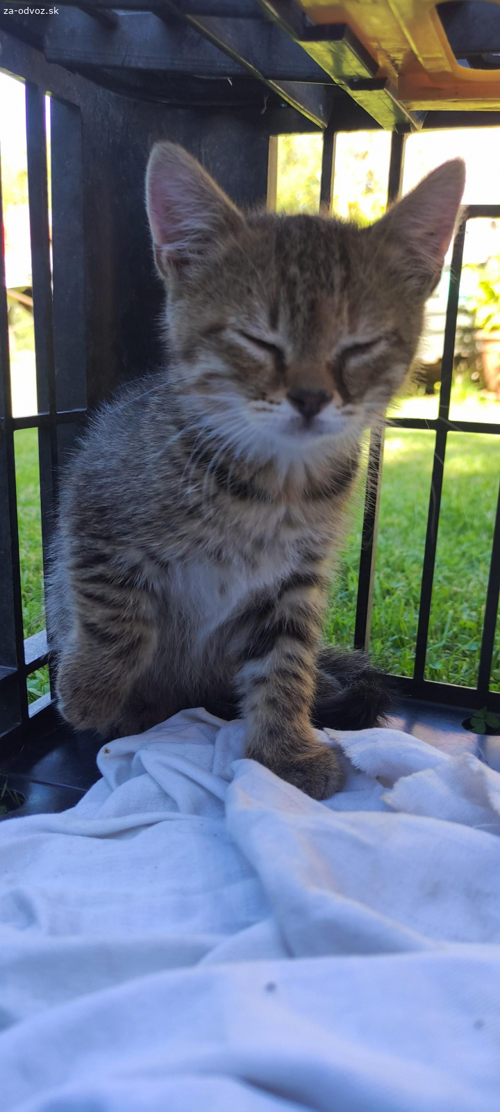 Mačiatka do dobrých rúk