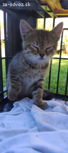 Mačiatka do dobrých rúk