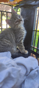 Mačiatka do dobrých rúk