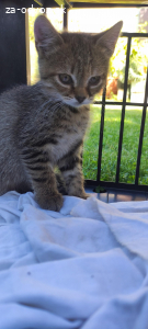 Mačiatka do dobrých rúk