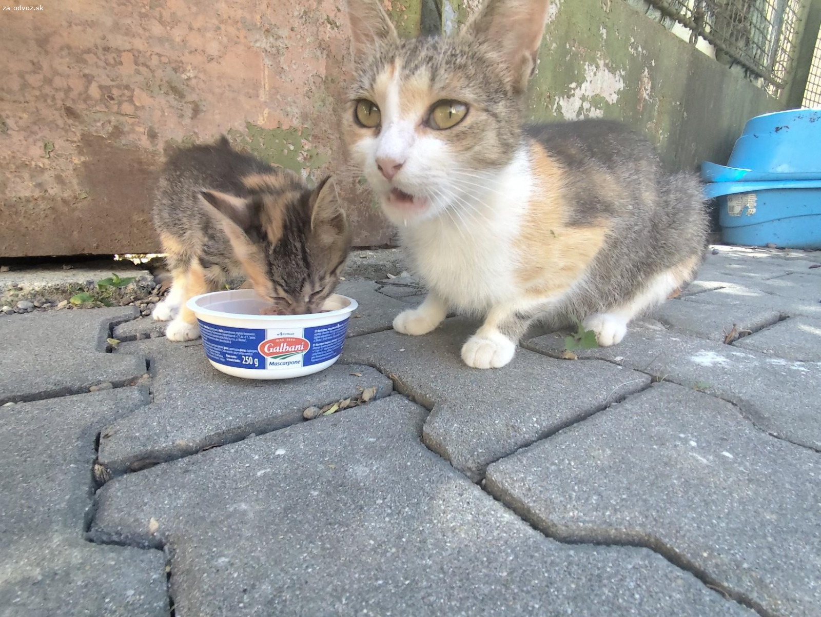 Mačiatka. Darujem mačiatka. A keď budete chcieť, tak aj mačku. Nasťahovala sa ku nám a doniesla aj malé.