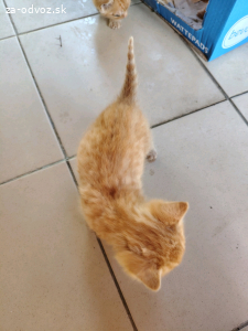 Mačiatka