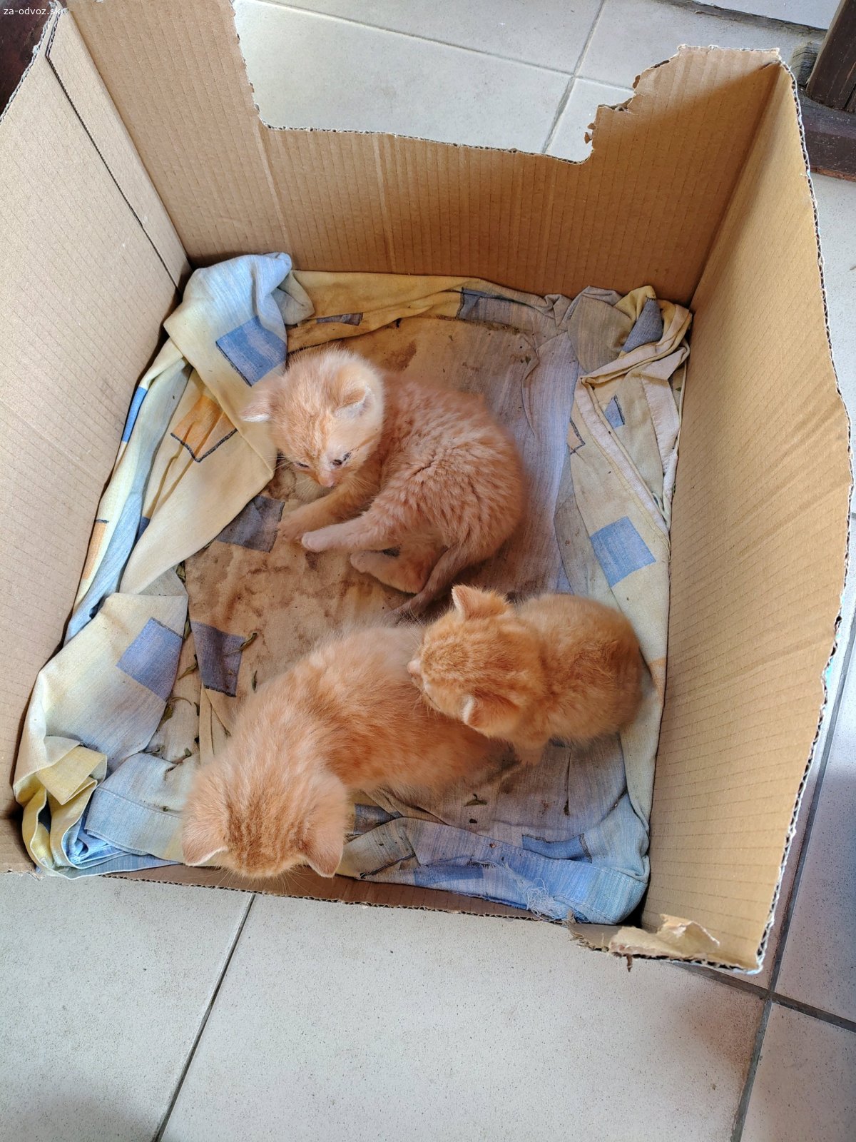 Mačiatka. Darujem 3 mačiatka
cca 4 týždne staré, roztomilé, hravé. Už vedia papať mliečko. Hľadajú láskyplný domov. Bližšie info SMS alebo email. Možnosť zobrať po jednom.