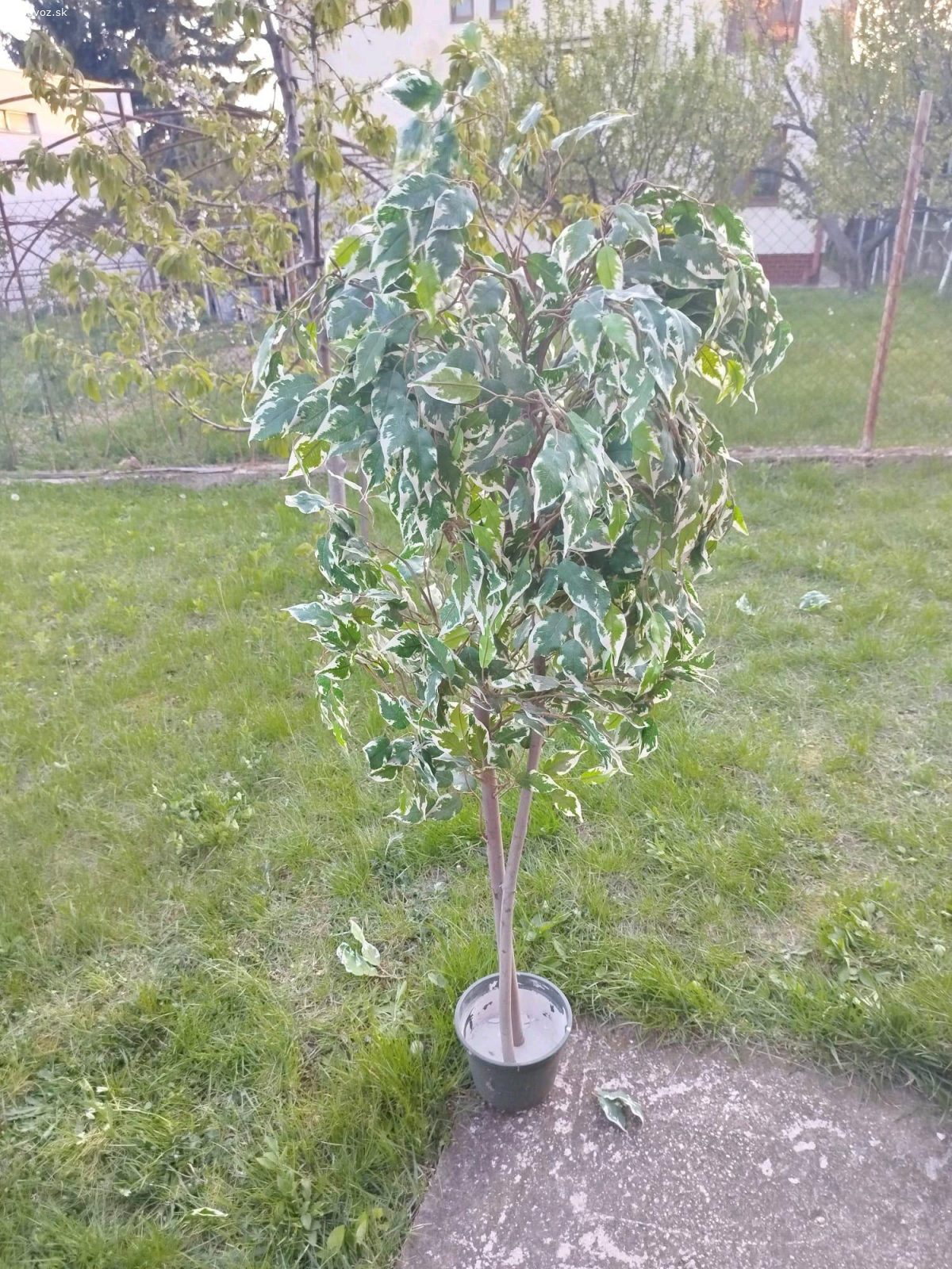 umele rastliny - stromky