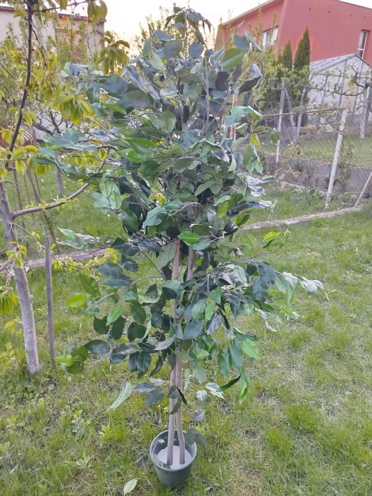 umele rastliny - stromky