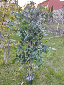 umele rastliny - stromky