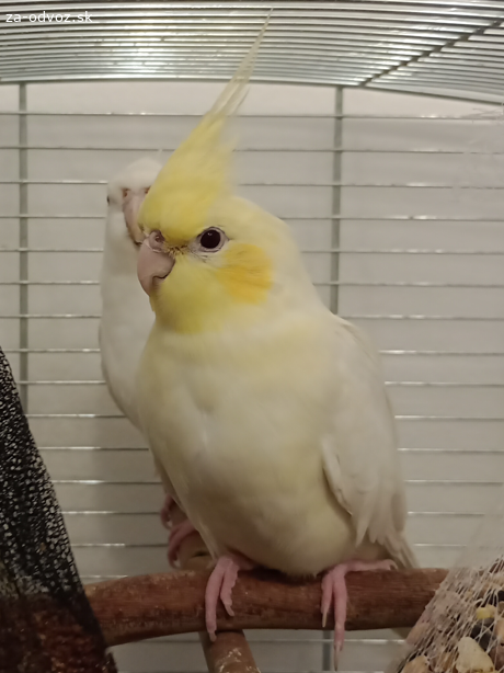 Vymením korelu samičku za samca