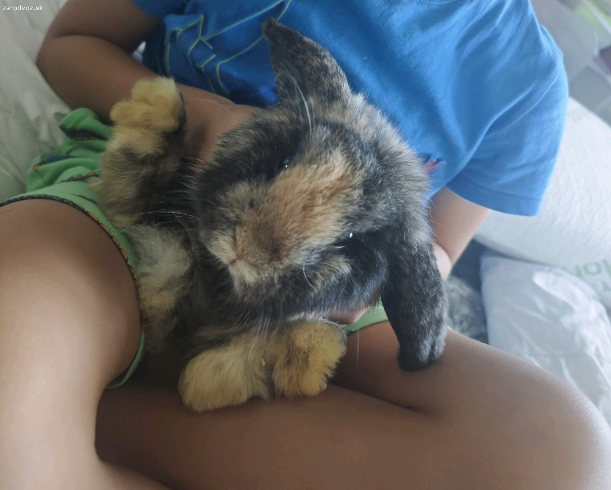Zajacik barancek -kralik minilop/NHD. Dobry den. Uz dospely, ale mladucky hnedooky samcek (vek asi pol roka) si hlada novy domov. Ma cca 1,4 kg, priblizne 30cm - zavisi ako je natiahnuty, resp. schuleny). Uz viac nenarastie.